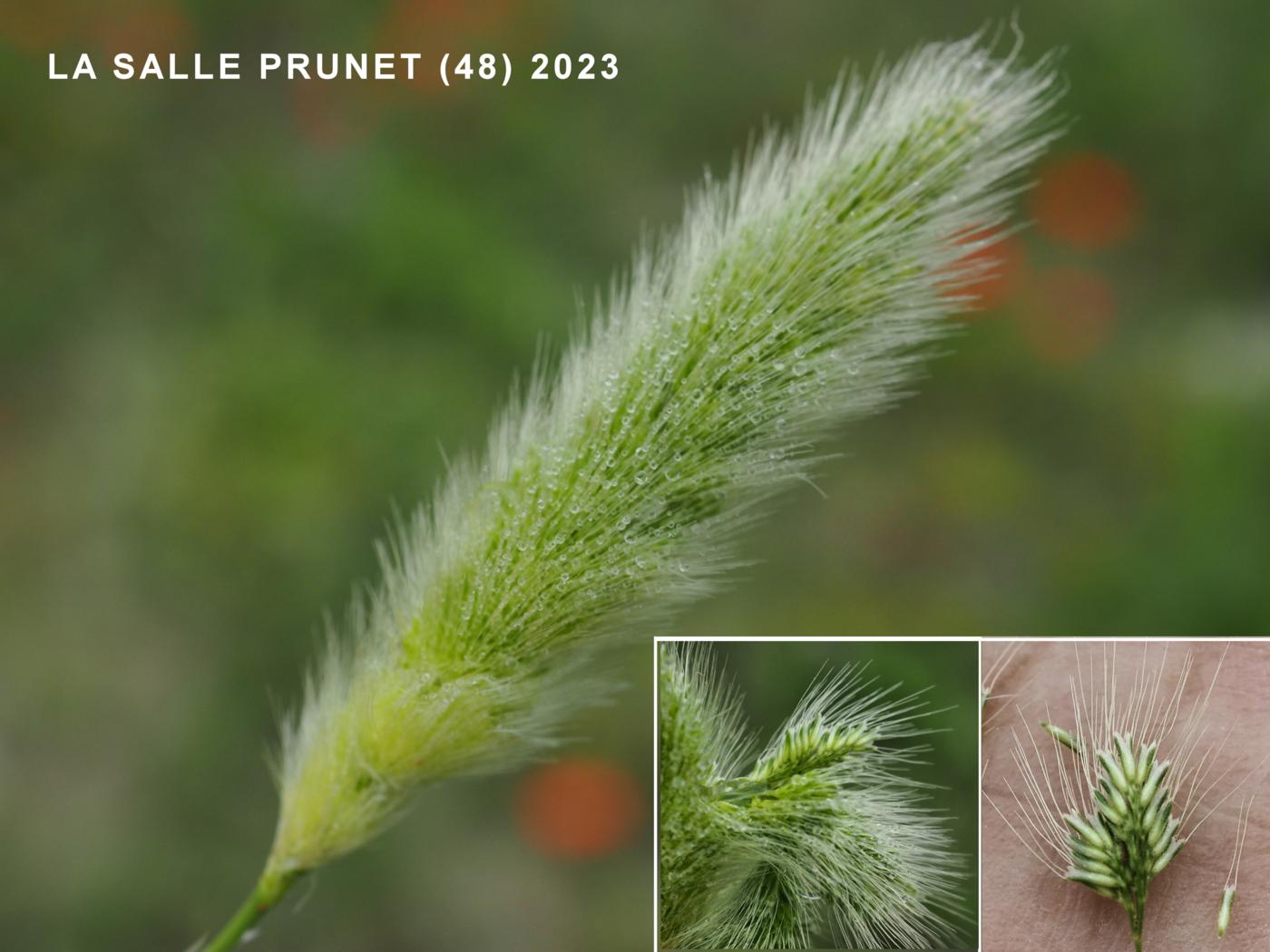 Beard Grass, Annual flower